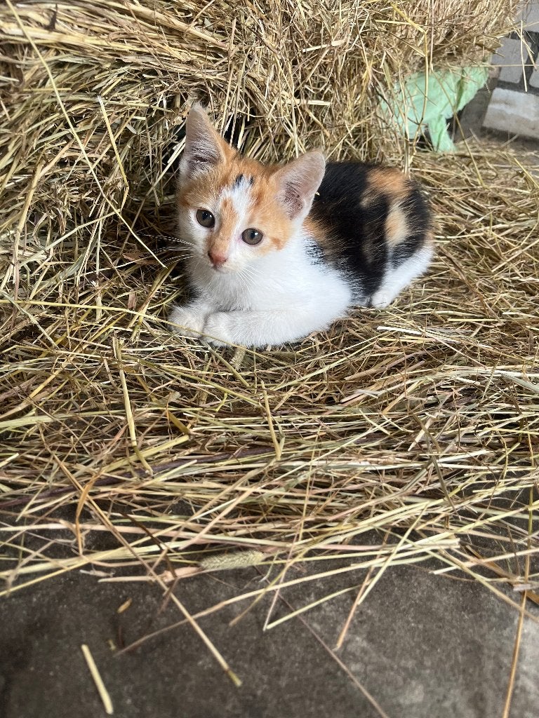 Lieve kittens, Meerdere dieren, Kortharig, 0 tot 2 jaar