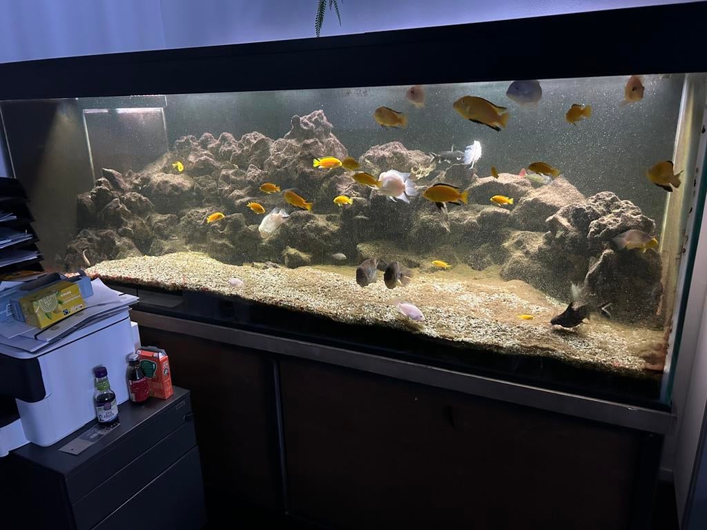 Complete Aquarium, Dieren en Toebehoren, Vissen | Aquaria en Toebehoren, Ophalen of Verzenden, Zo goed als nieuw, Gevuld zoetwateraquarium