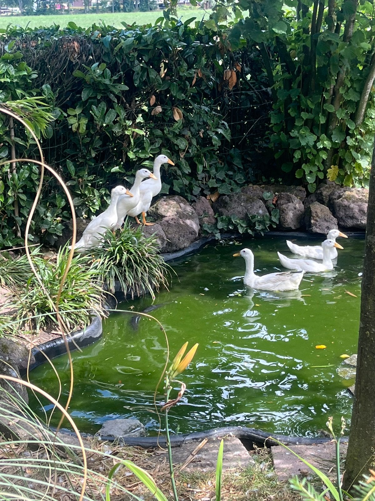 Witte indische loopeenden, Dieren en Toebehoren, Pluimvee, Meerdere dieren, Eend