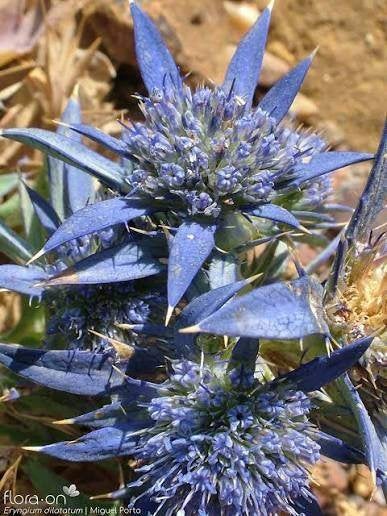 20 Kruisdistel / Eryngium Big Blue € 60.00, Overige soorten, Volle zon, Vaste plant, Ophalen of Verzenden