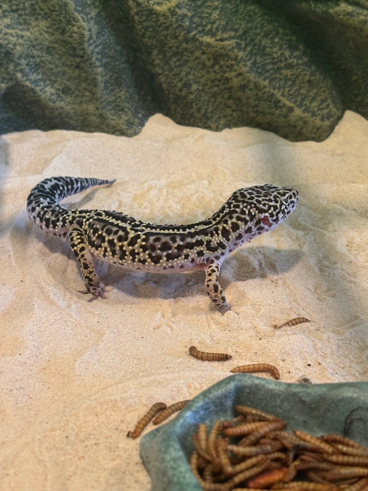 luipaardgekko zoekt een goed thuis Leopard Gecko photo 2