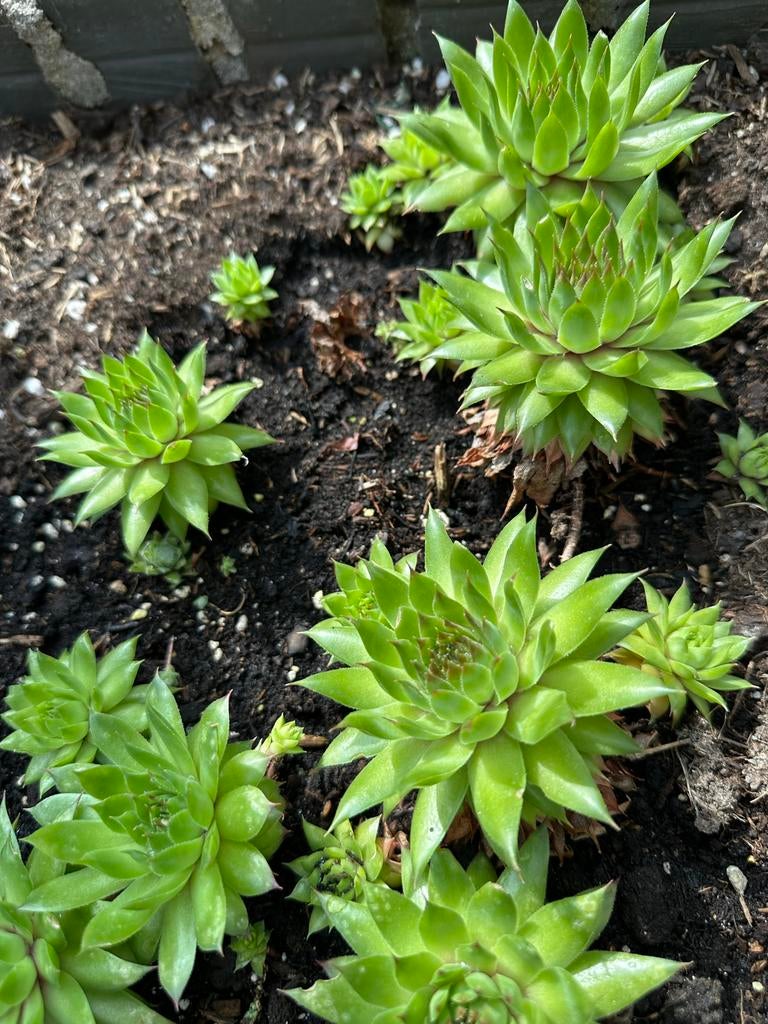 Rotsplantjes (Sempervivum) - Set van 3, Bodembedekkers, Volle zon, Vaste plant, Ophalen of Verzenden