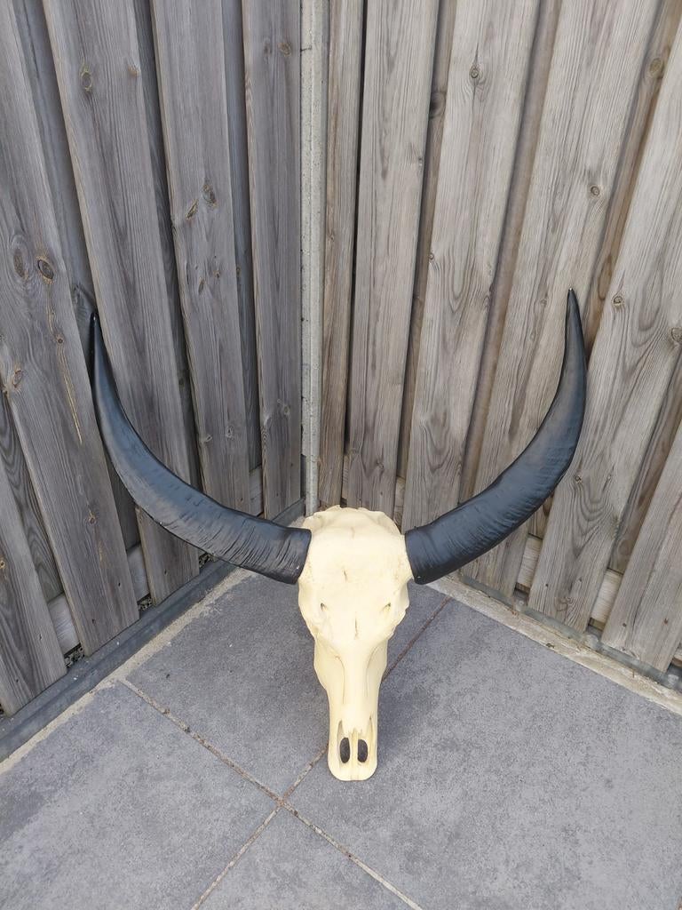 Bison schedel deco mancavr, Ophalen of Verzenden, Schedel