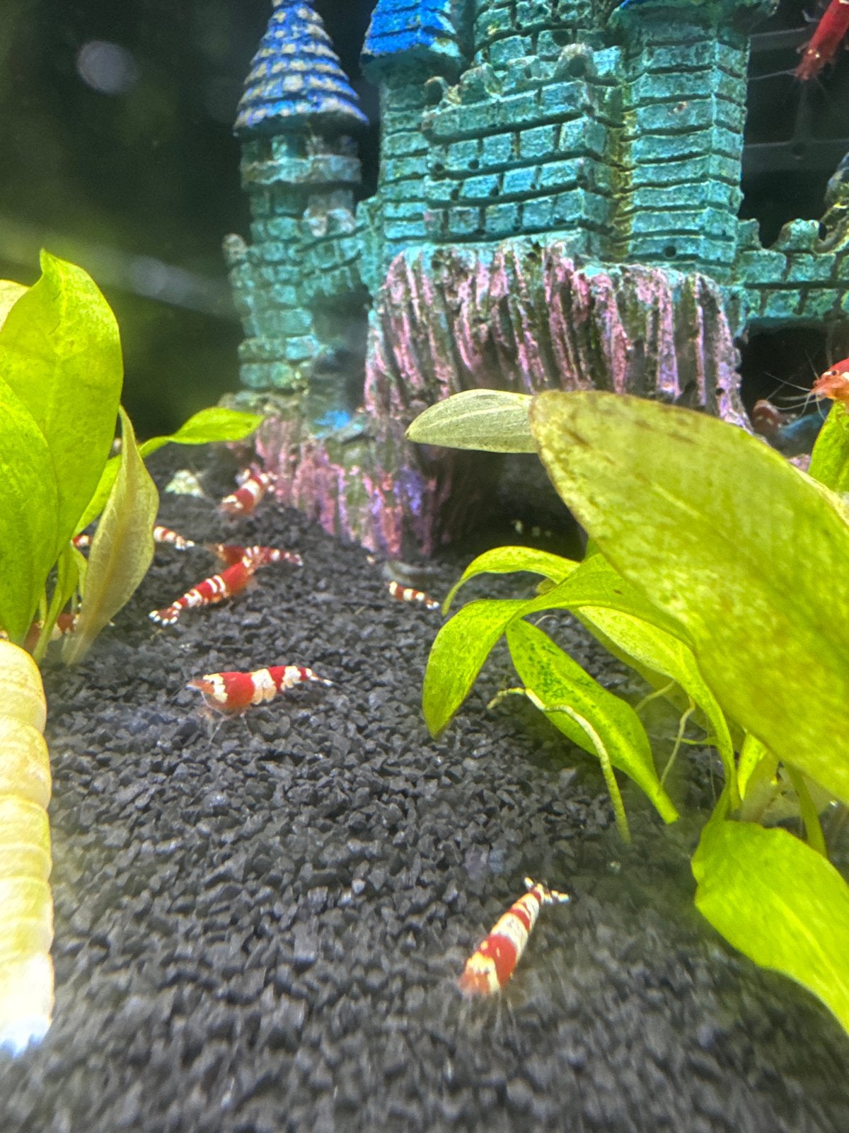 Crystal red garnalen, Dieren en Toebehoren, Vissen | Aquariumvissen, Kreeft, Krab of Garnaal