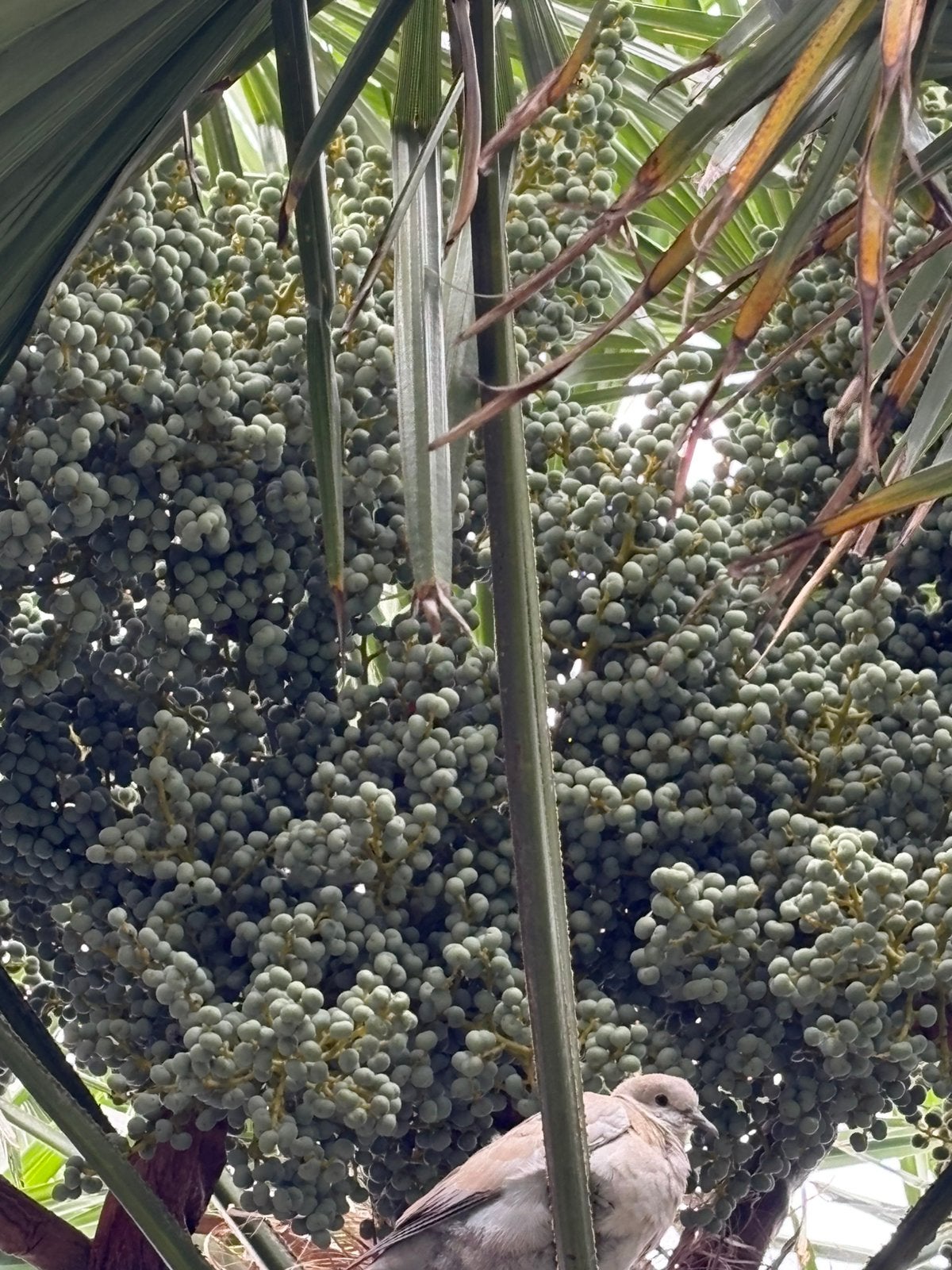 Dadeltakken, Tuin en Terras, Planten | Bomen, 100 tot 250 cm, Zomer, Palmboom, Ophalen