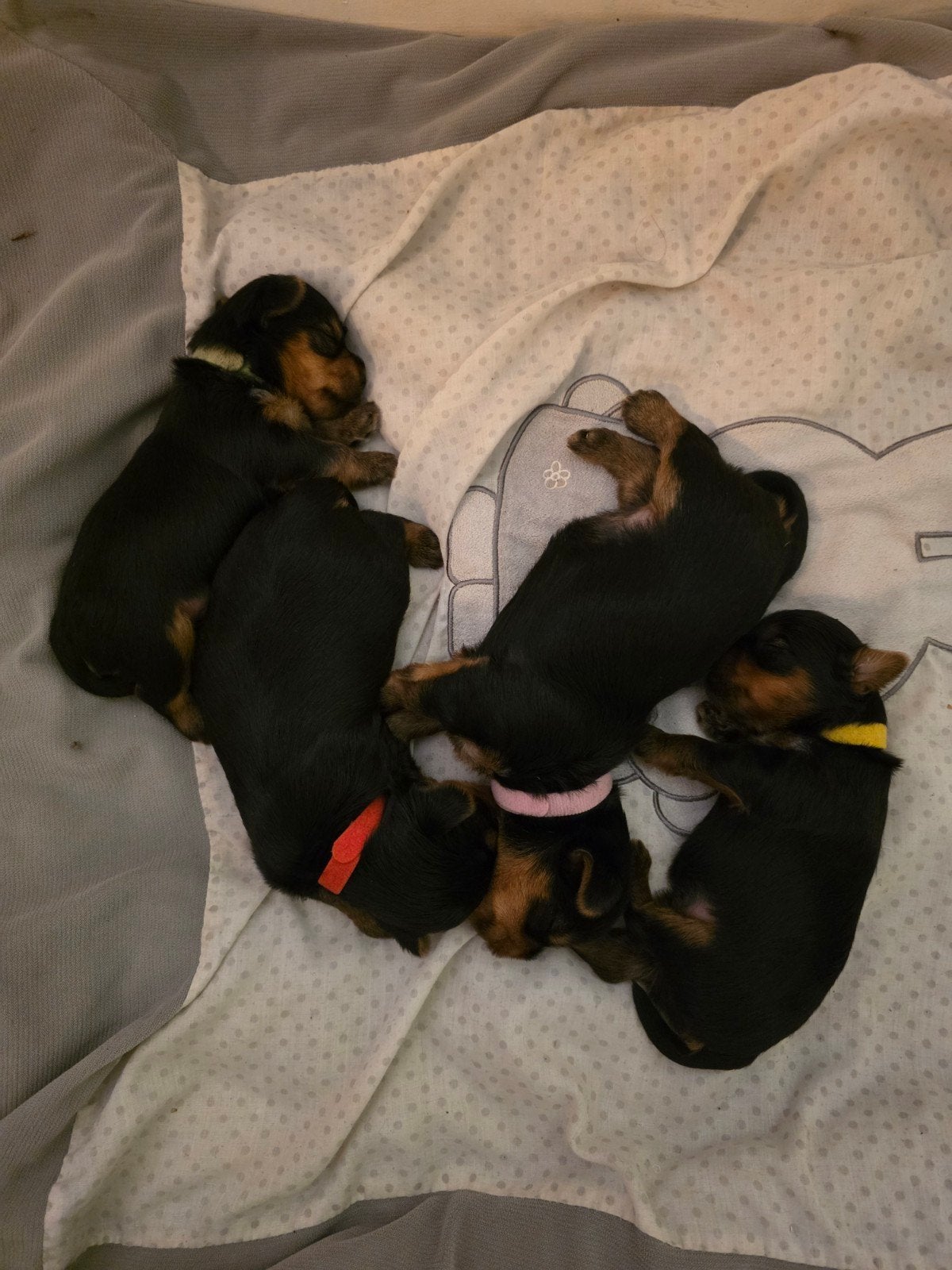 Yorkshire terrier pups, Dieren en Toebehoren, Honden | Jack Russells en Terriërs, Yorkshire Terriër, 8 tot 15 weken, Meerdere