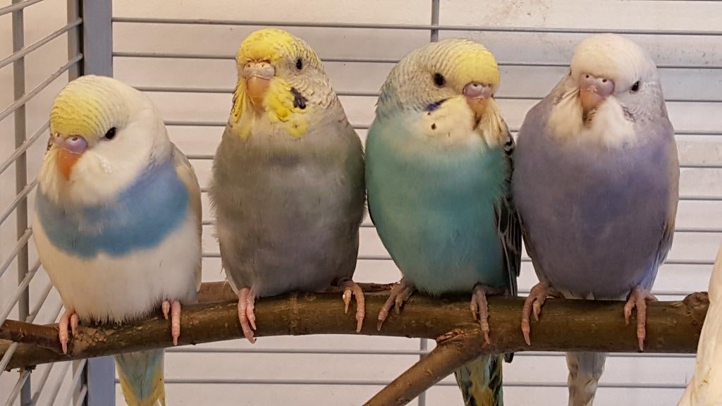 Jonge grasparkieten | Meerdere kleuren | Makkelijk tam