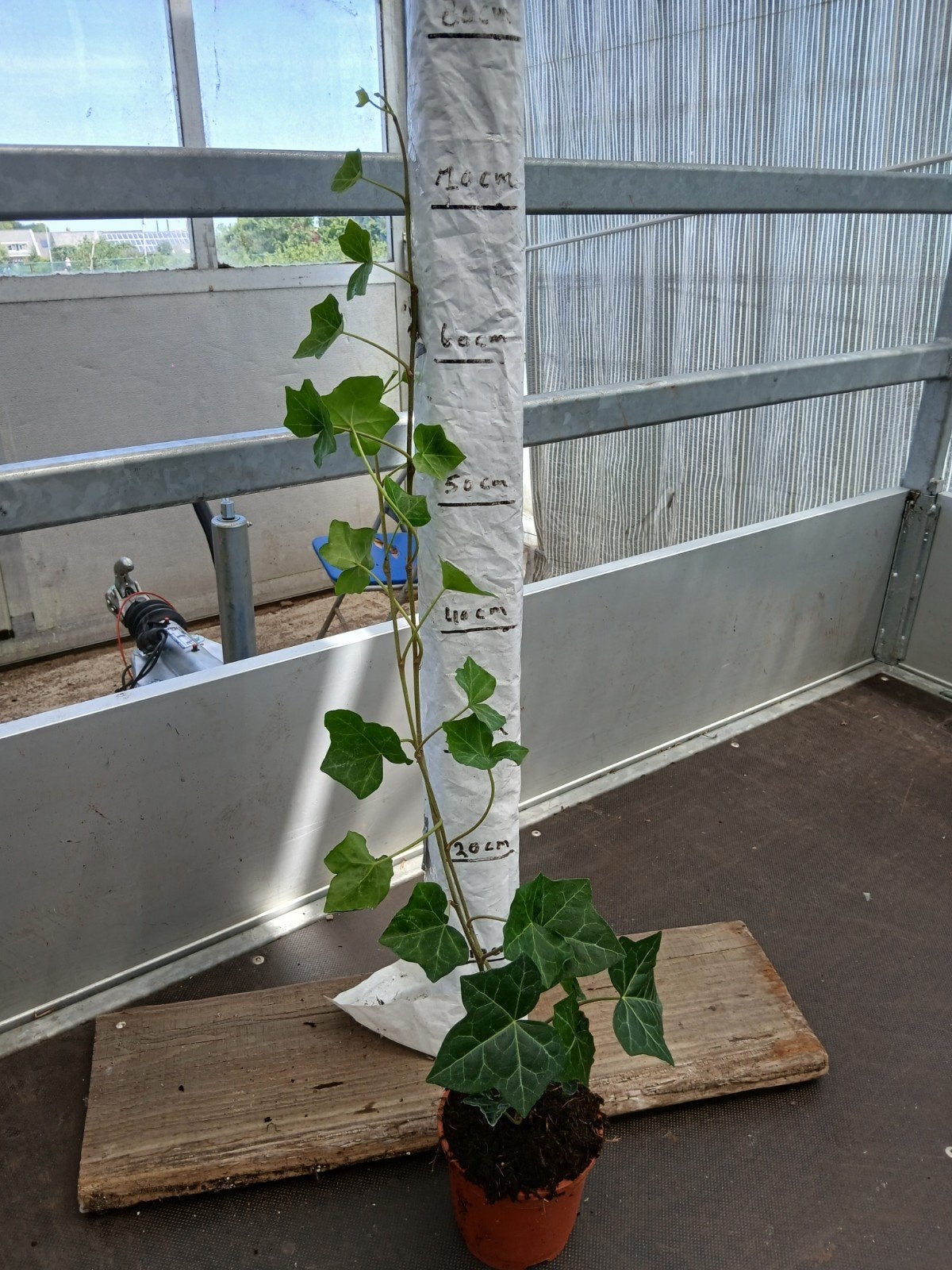 Klimop, Bloeit niet, Halfschaduw, 100 tot 250 cm, Overige soorten