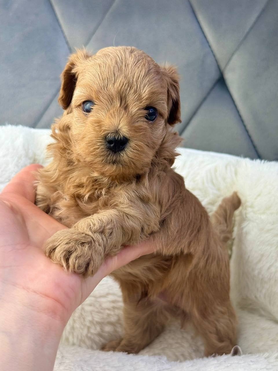 Maltipoo micro reu, Dieren en Toebehoren, Poedel, 15 weken tot 1 jaar, Reu, Parvo