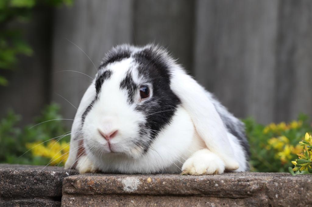 Lieve voedster zoekt goed huisje, Dieren en Toebehoren, Vrouwelijk, Middelgroot, Hangoor, 0 tot 2 jaar