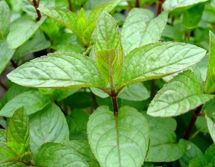 Uit de biologische moestuin: Pepermunt, plantjes, Vaste plant, Ophalen of Verzenden, Bloeit niet, Halfschaduw