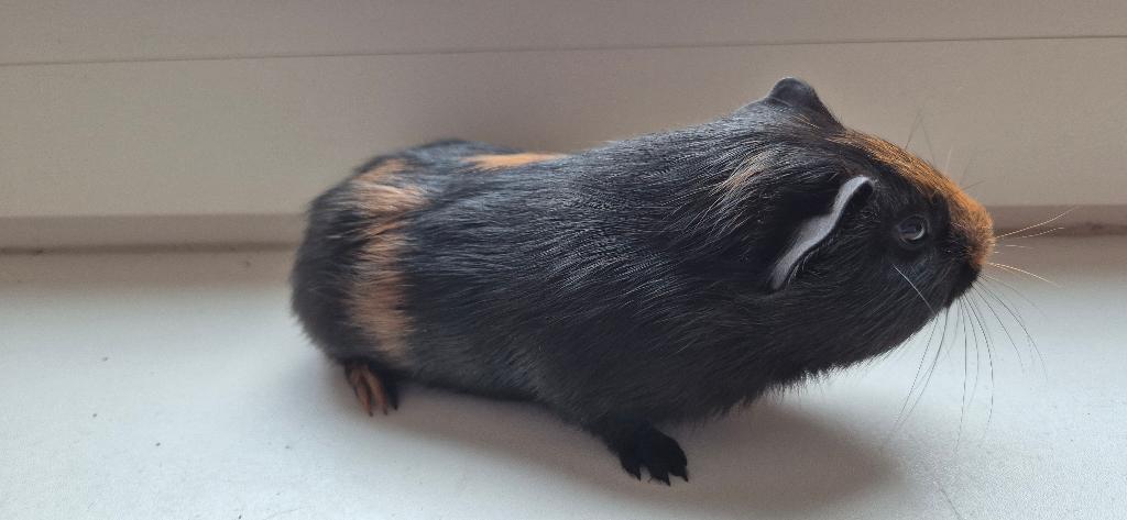 cavia, Cavia, April, Mannelijk, Tam