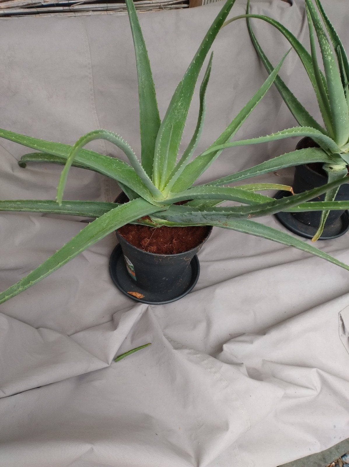 aloe vera, Ophalen, Halfschaduw, Minder dan 100 cm