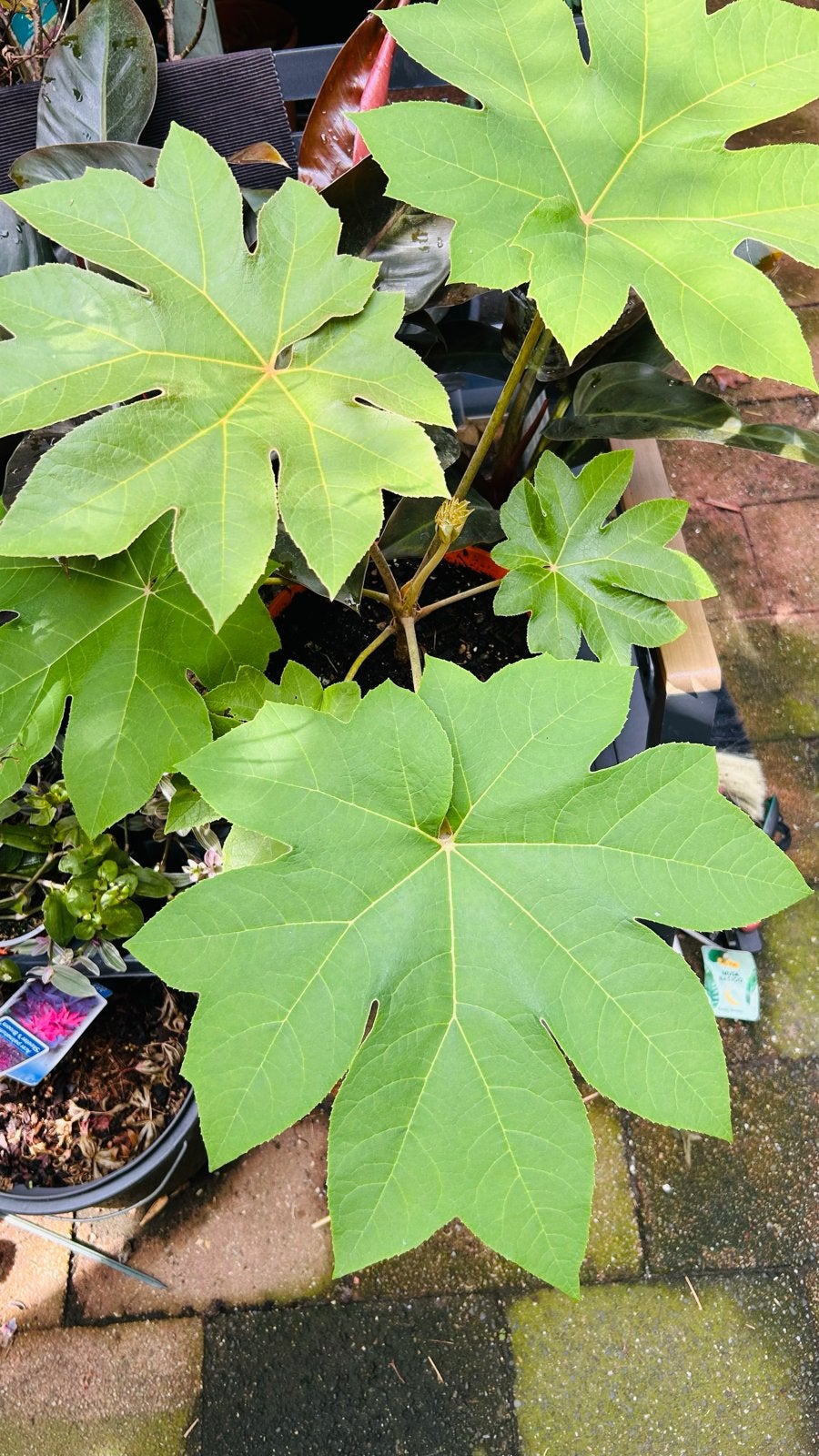 Tetrapanax papyrifer 'Rex' - Rijstpapierplant, Ophalen