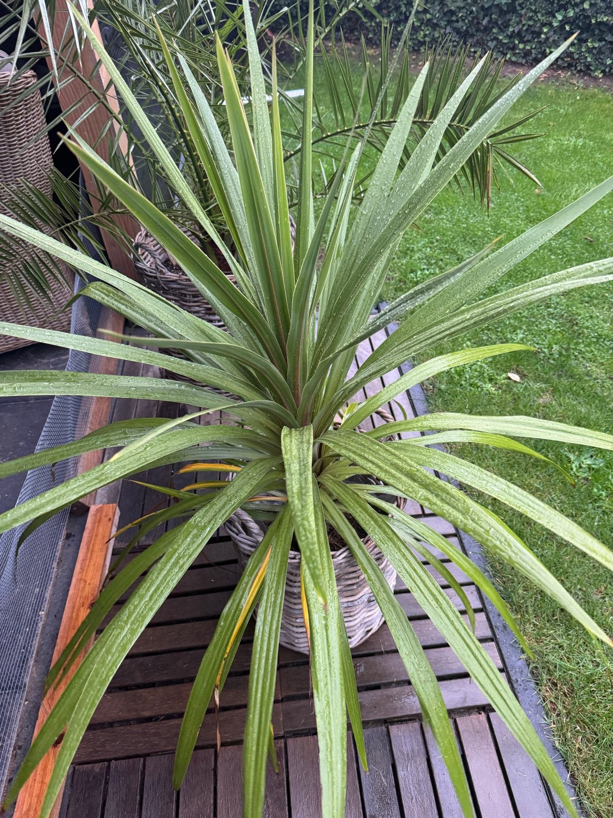 Grote Cordyline Australis in rieten mand, Ophalen, Overige materialen, Rond, Zo goed als nieuw