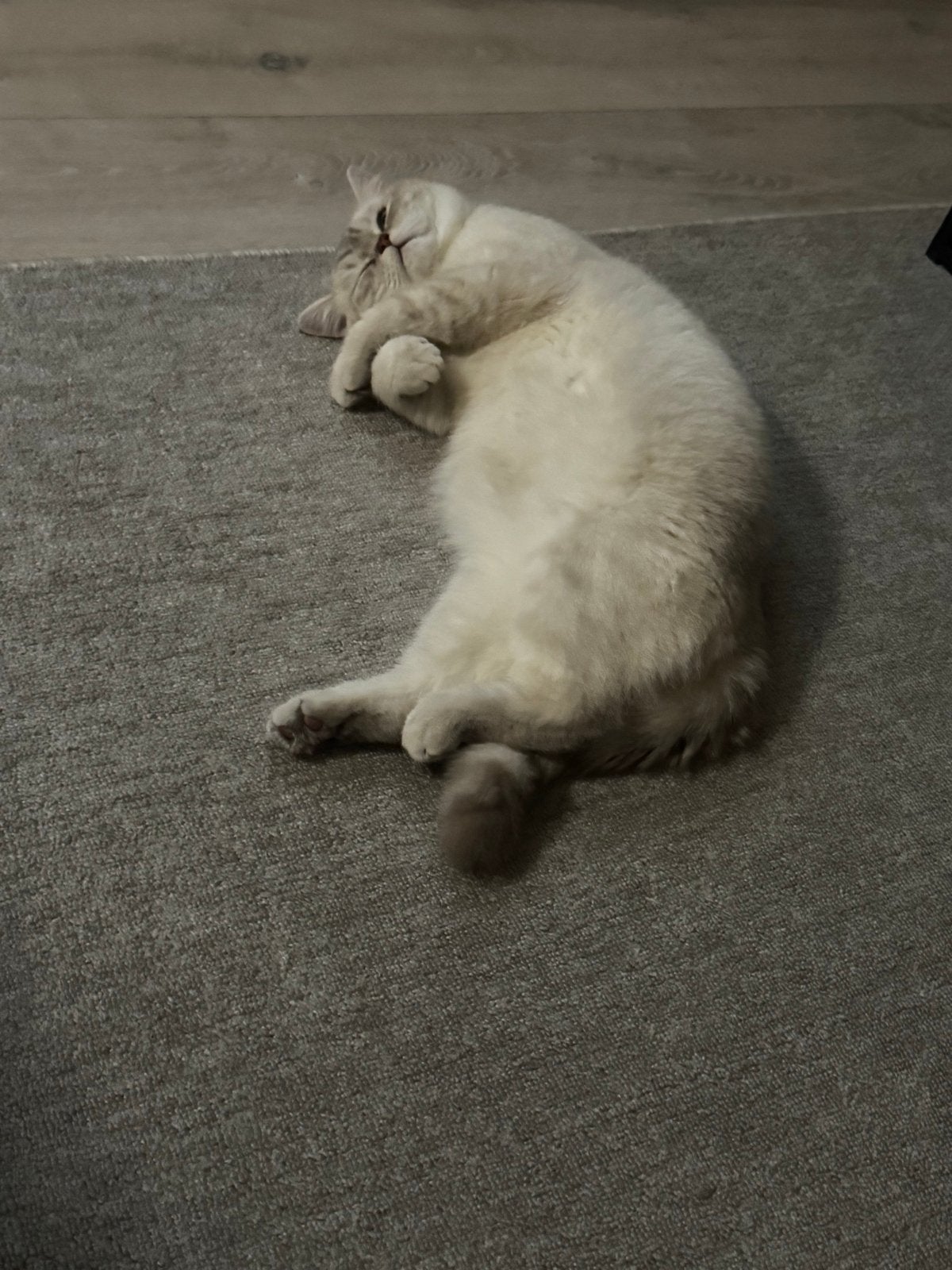 Britse korthaar, Kater