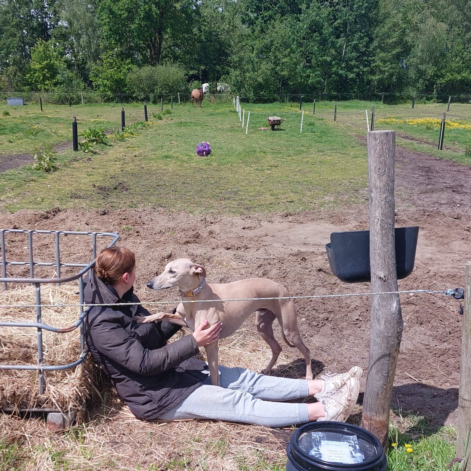 Honden uitlaat service ( Valkenswaard), Dieren en Toebehoren, Ophalen
