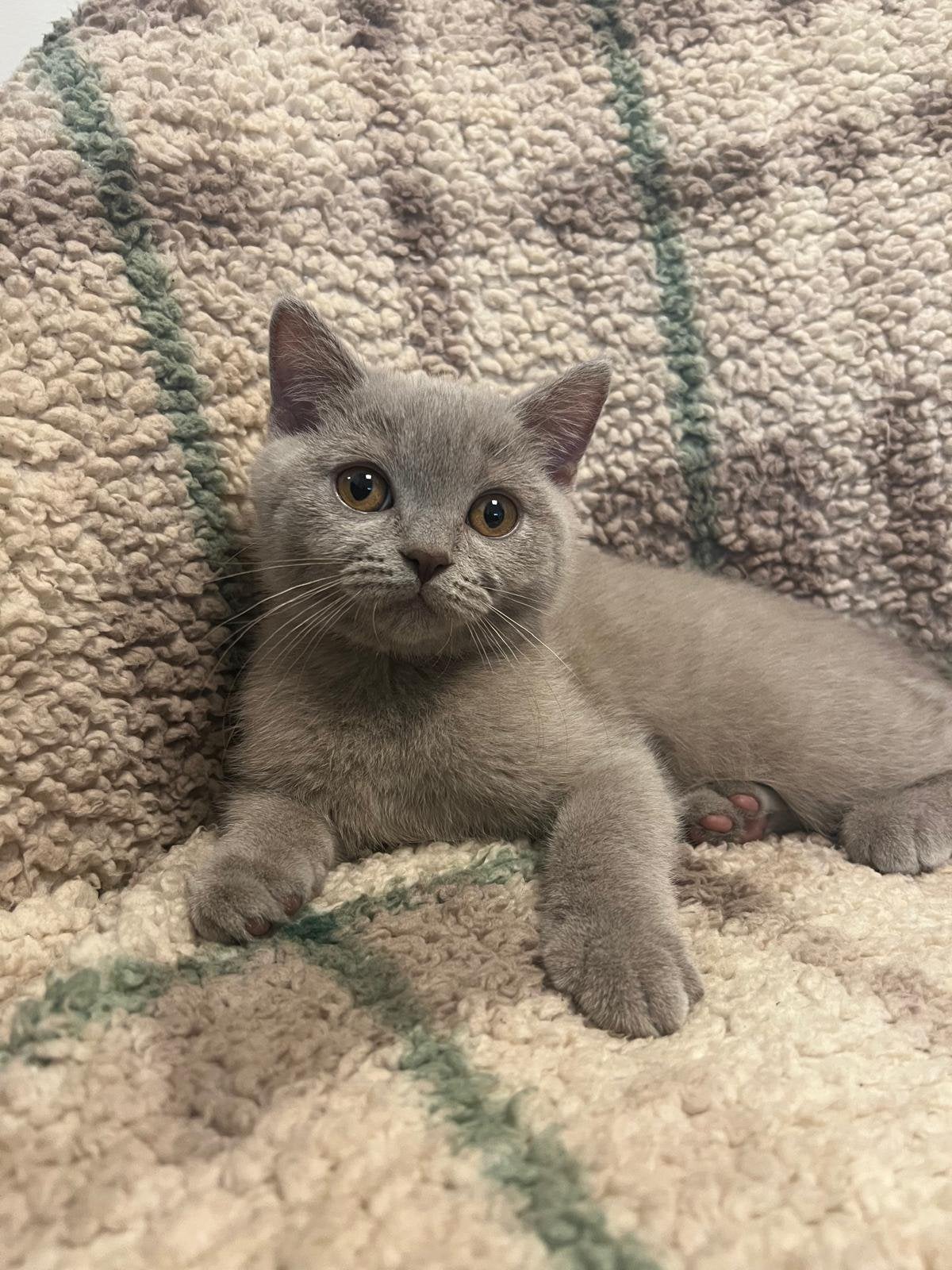 Britse korthaar kittens, Dieren en Toebehoren, Meerdere dieren, Ontwormd, 0 tot 2 jaar