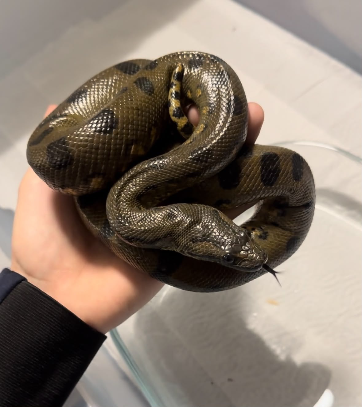 Groene anaconda. Nk2025 1.0, Slang, 0 tot 2 jaar