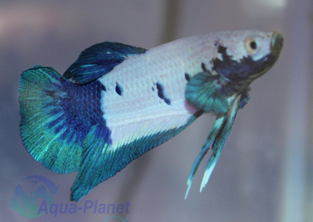 Betta - Blue Panda, Dieren en Toebehoren, Vis, Zoetwatervis