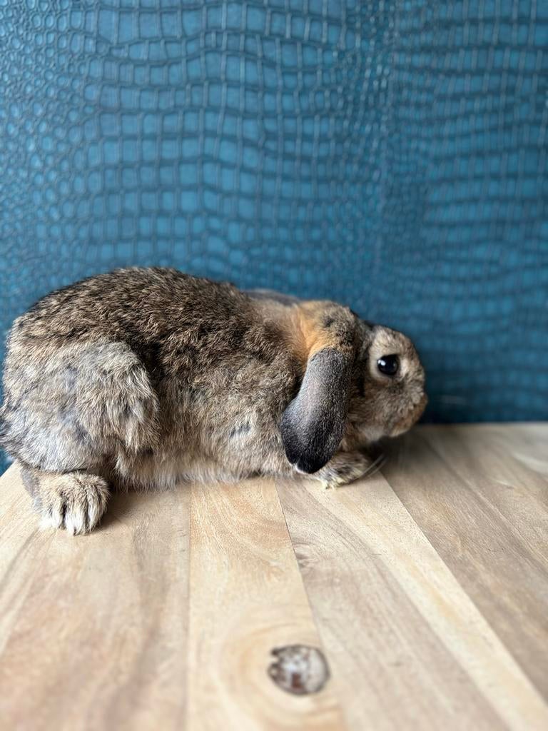 Bruin konijntje net hart van goud, Dieren en Toebehoren, Konijnen, Mannelijk, Dwerg, 0 tot 2 jaar