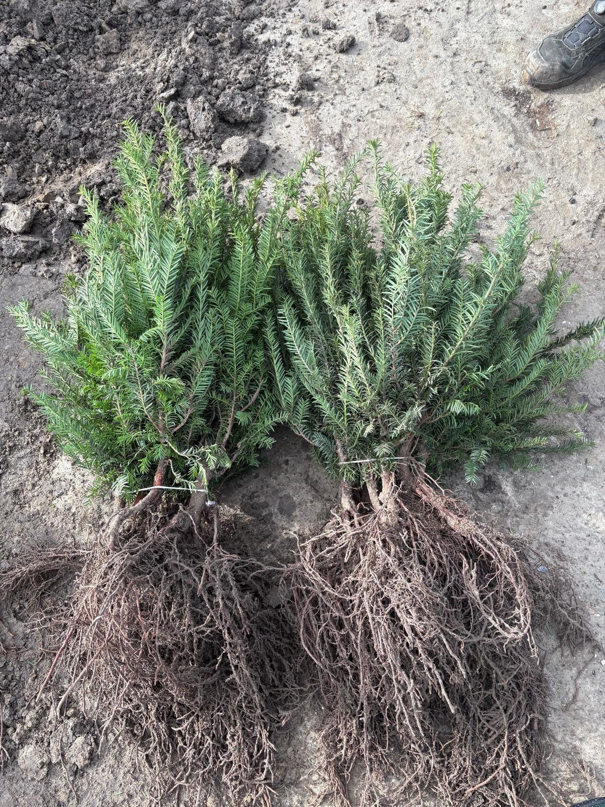 Taxus baccata, Ophalen, Bloeit niet, Overige soorten, Volle zon