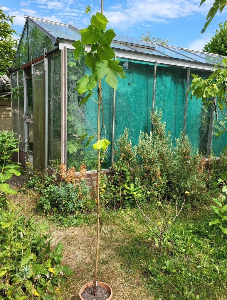 Druivenplant ‘Himrod’ h=185cm te koop, Ophalen, Vaste plant, Fruitplanten, Volle zon