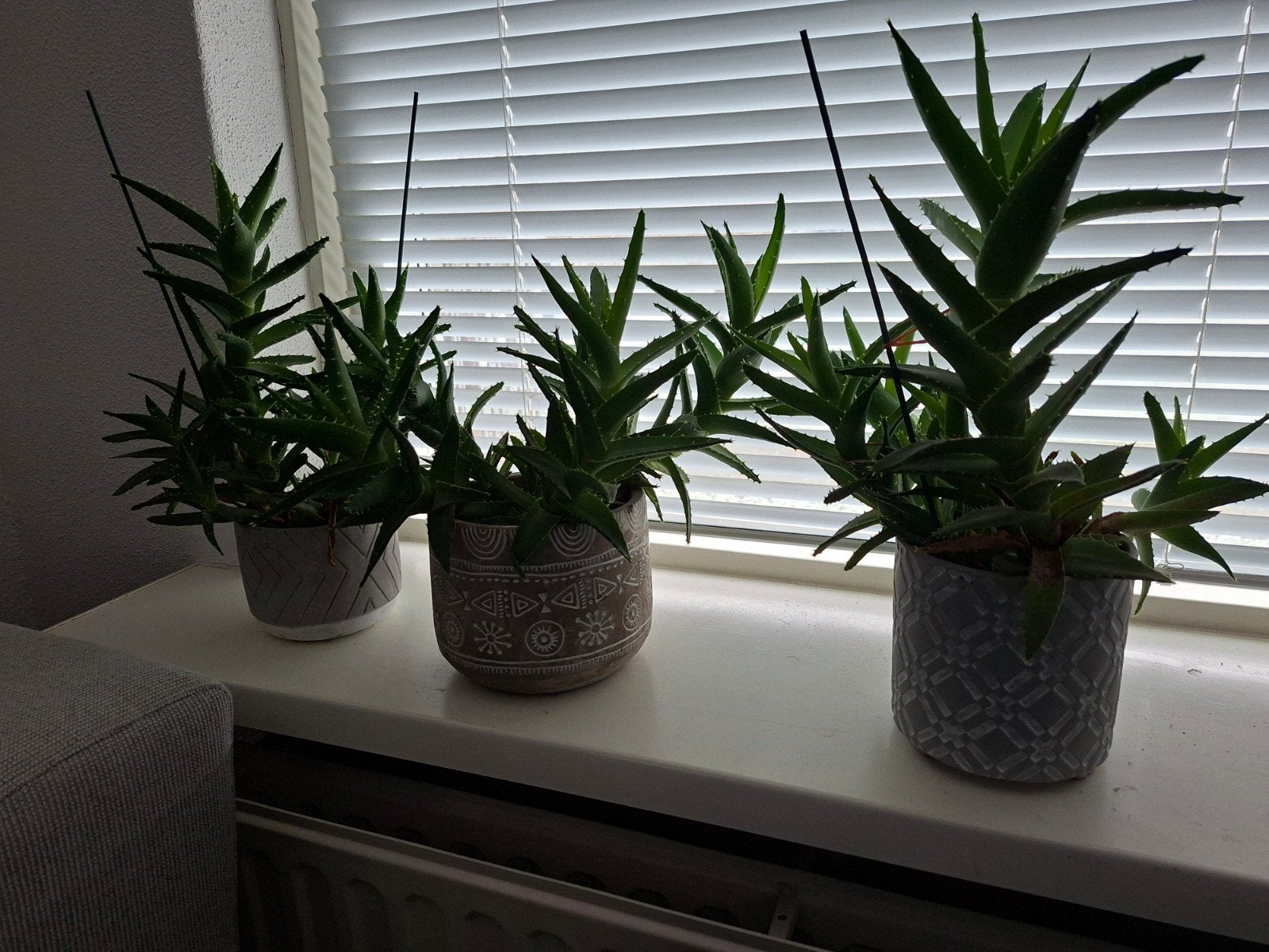3 vetplanten, Huis en Inrichting, Kamerplanten, Groene kamerplant, Ophalen, Vetplant, Minder dan 100 cm