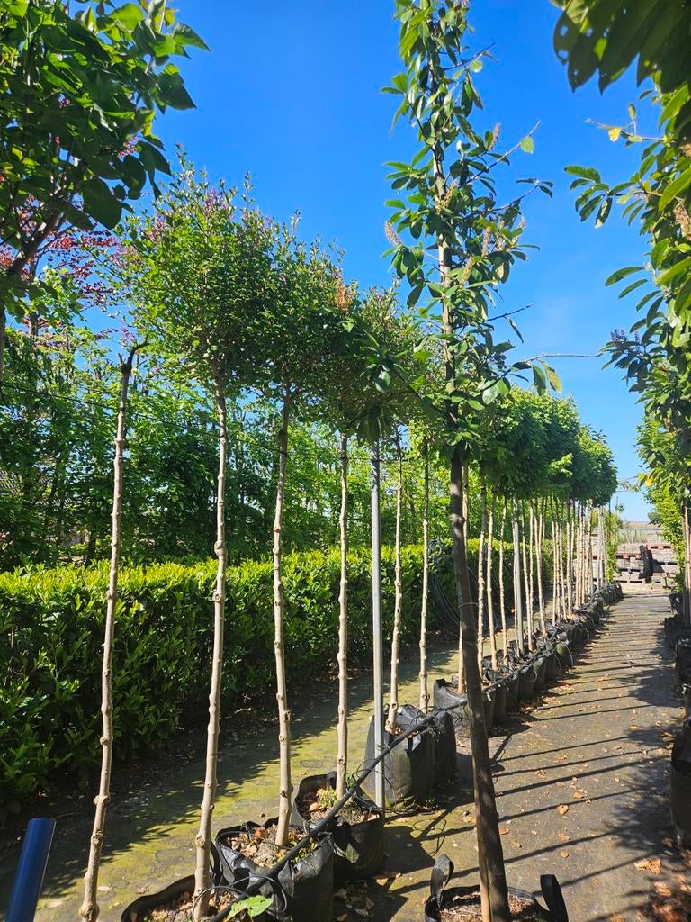 prunus laurocerasus 'novita' te koop!, Leiboom, Halfschaduw, Lente, 400 cm of meer
