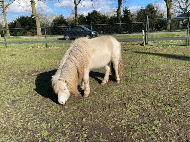 Shetland pony's en Few Spot hengsten, Dieren en Toebehoren, Niet van toepassing, Gechipt, A pony (tot 1.17m), 3 tot 6 jaar