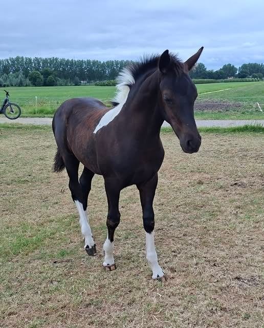 Aangeboden opfok voor hengstveulen, Opfok, 1 paard of pony