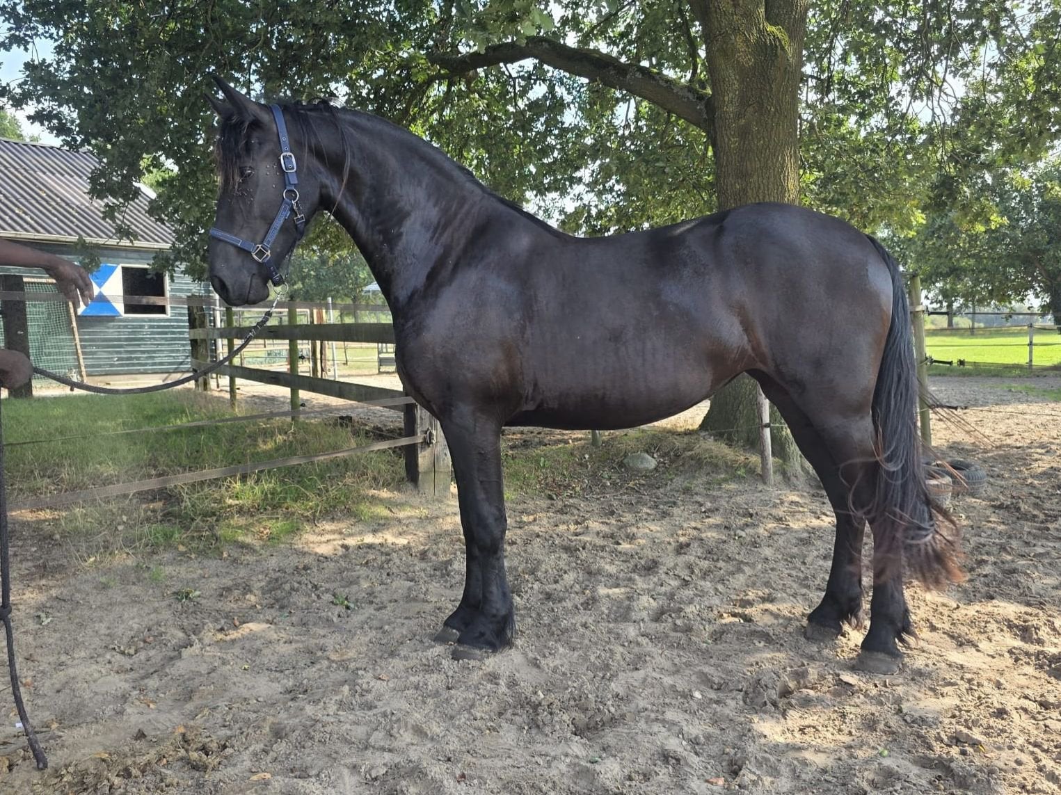 Prachtige grote 2-jarige Friese merrie, Dieren en Toebehoren, Merrie, Dressuurpaard