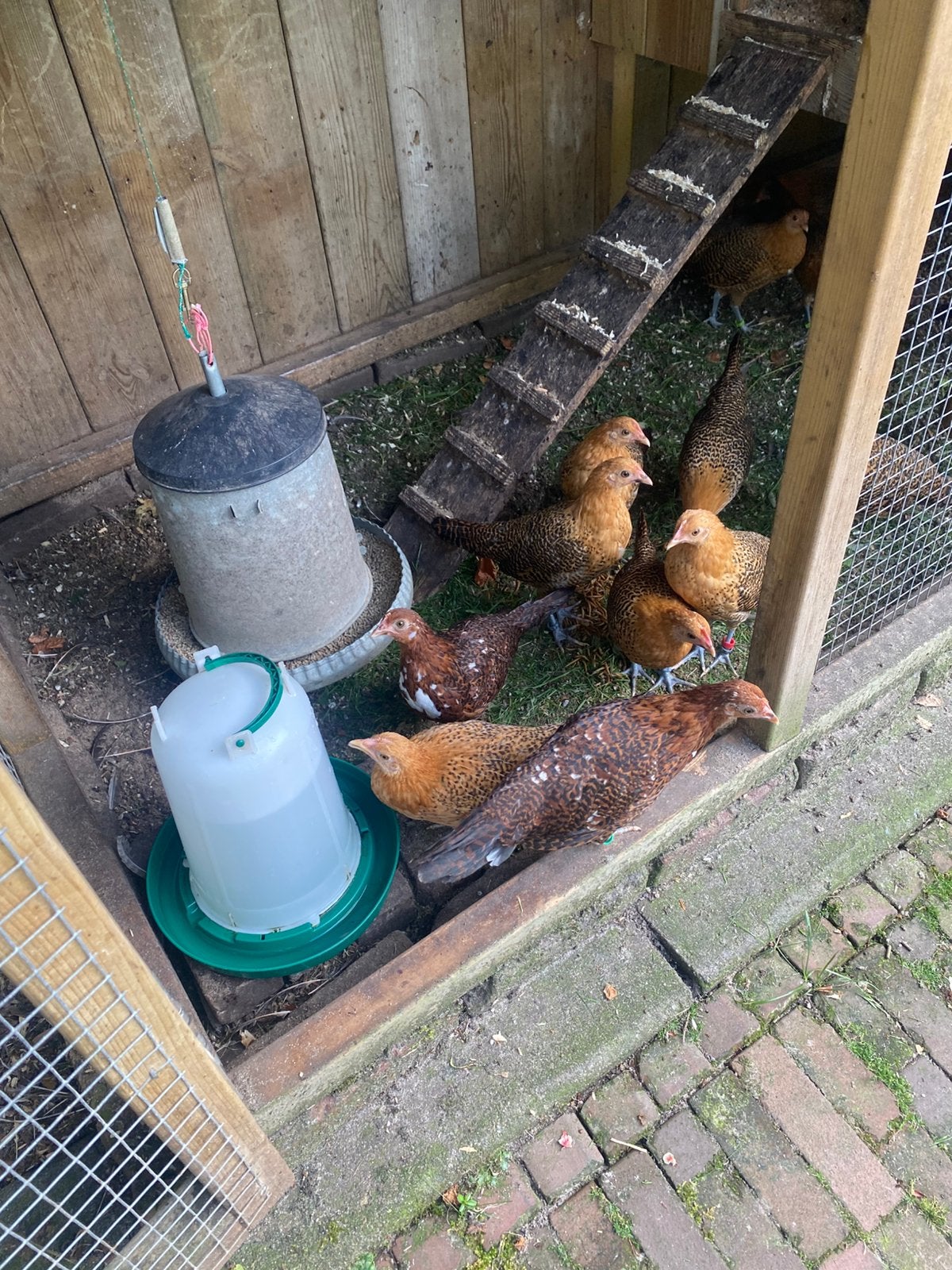 Friese goudpel kriel 3 hennen en een haan van april, Dieren en Toebehoren, Pluimvee, Meerdere dieren, Kip