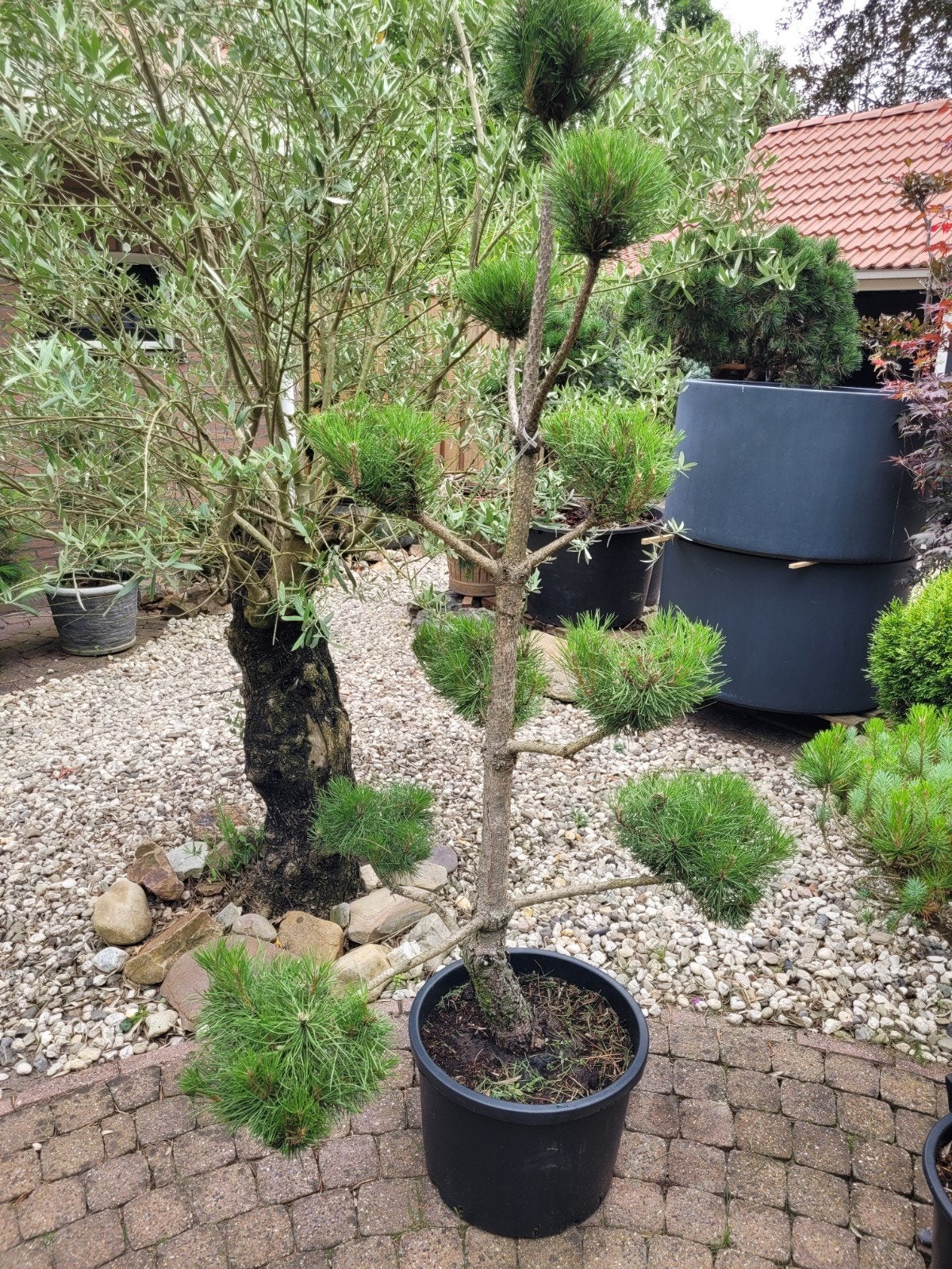 Pinus Sylvestris & Nigra Vormsnoei Bonsai vanaf €150, Tuin en Terras, Planten | Tuinplanten, Ophalen, Bloeit niet, Overige soorten