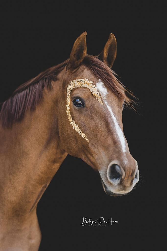 Talentvolle spring/allround merrie, Dieren en Toebehoren, Paarden, Merrie, Springpaard, Met stamboom, M