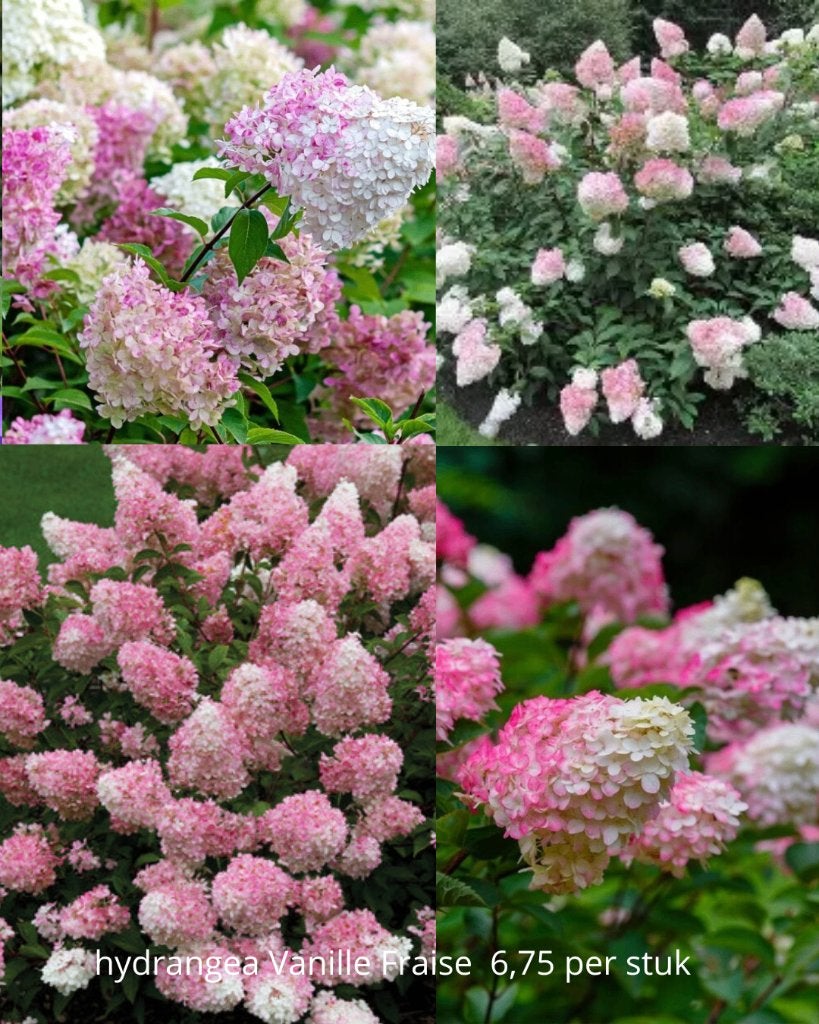 hortensia pan. Vanille Fraise, Ophalen of Verzenden, Hortensia, Minder dan 100 cm