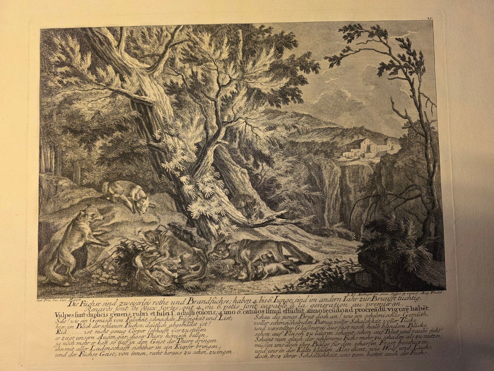 I. El. Ridinger - die Füchse (vossen) - 18e eeuw., Ophalen of Verzenden, I. El. Ridinger