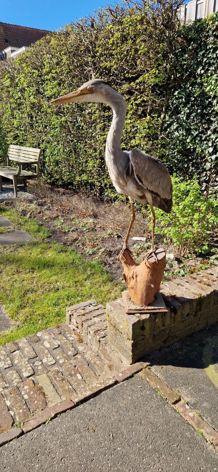 Opgezette Reiger - Erfstuk, Natuurlijk materiaal, Op sokkel, Beeld, Vogel