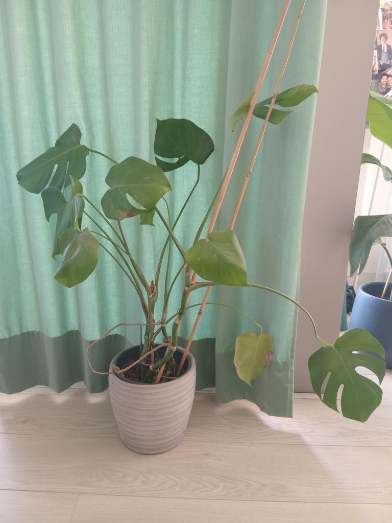 Monstera + Pot : low price!, Ophalen of Verzenden, Halfschaduw, Minder dan 100 cm