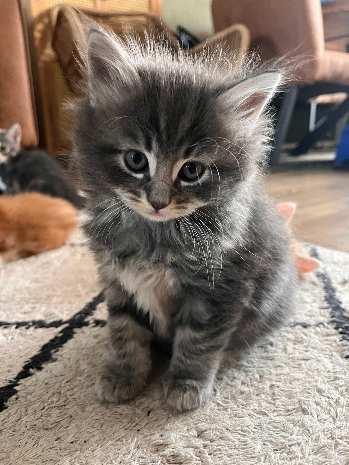 Fluffy kittens katertjes ragdoll/mainecoon x kruising, Kater