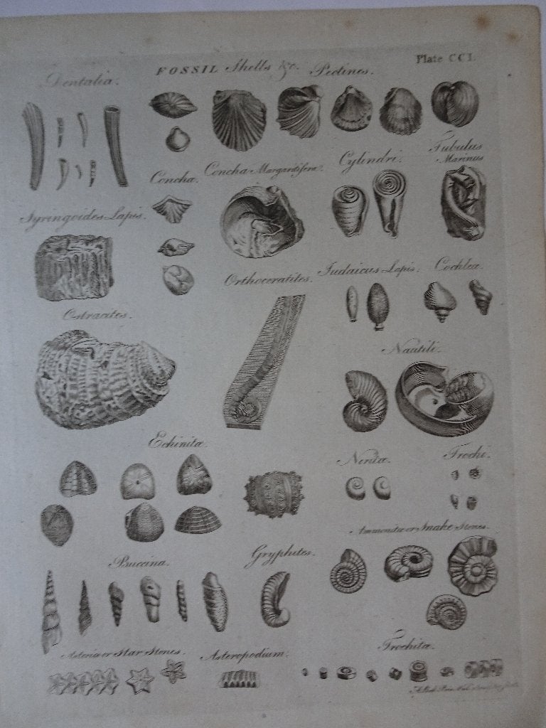 gravure fossielen schelpen zee egel Andrew Bell, ca 1780, Verzenden, Gravure, Origineel, Flora en Fauna
