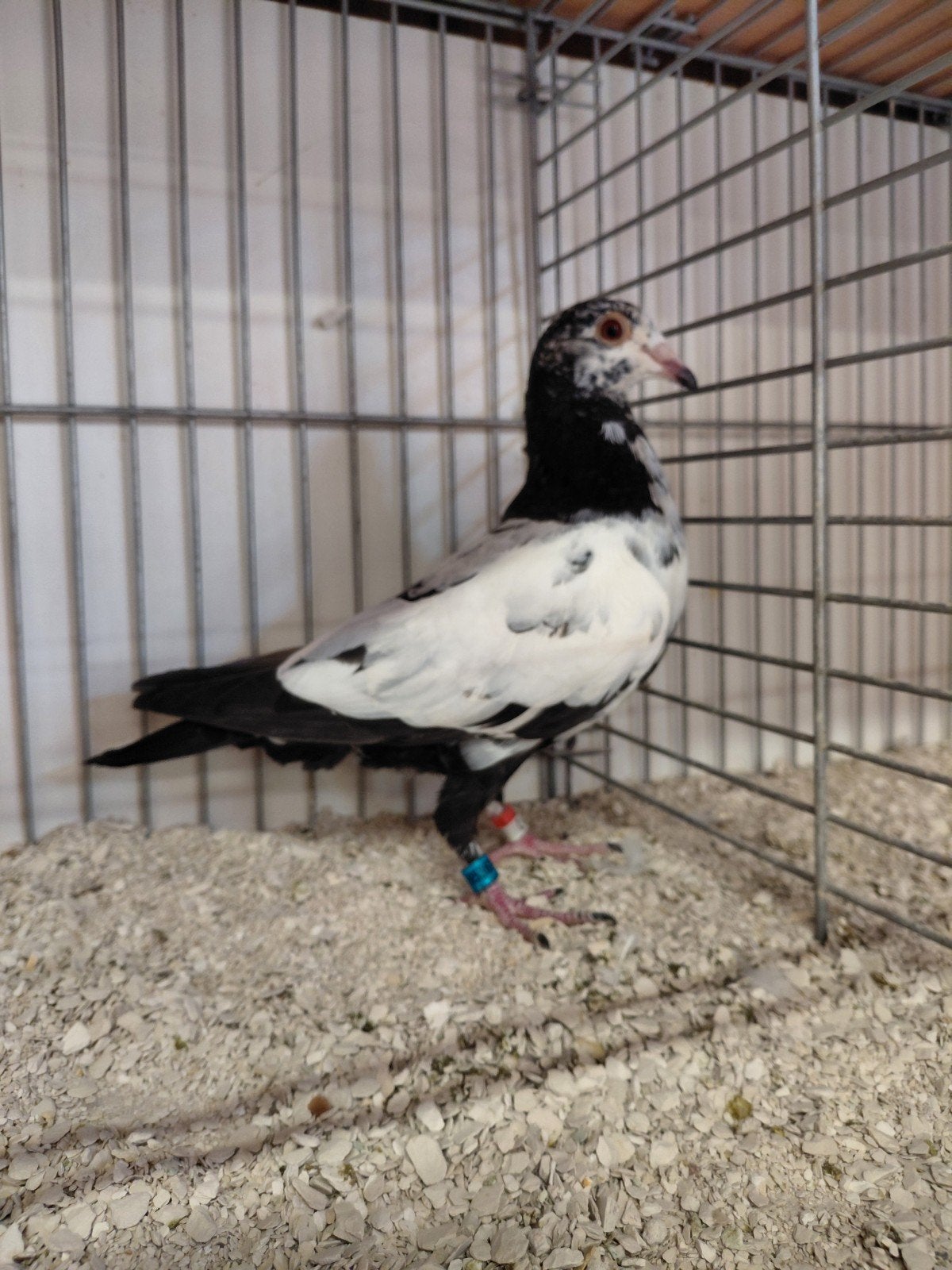 Postduiven scherens vangramberen, Dieren en Toebehoren, Vogels | Duiven, Meerdere dieren, Postduif
