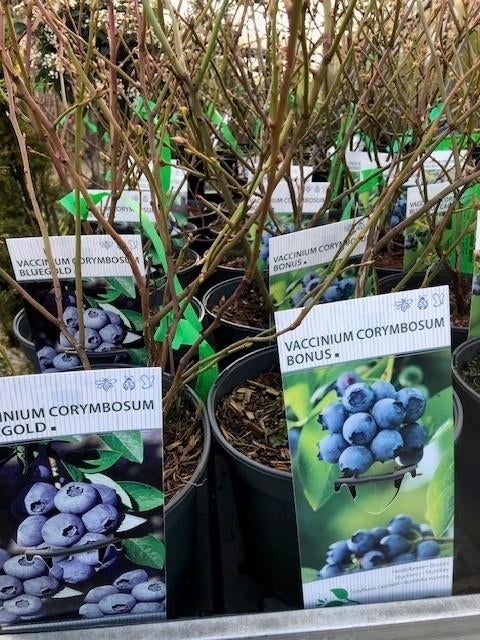 Blauwe Bes, Vaccinium corymbosum, in vele soorten € 9,95, Volle zon, Vaste plant, Ophalen of Verzenden, Fruitplanten