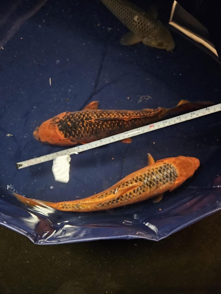 Mukashi Ogon en aka matsuba Japanse koi, Karper of Koi