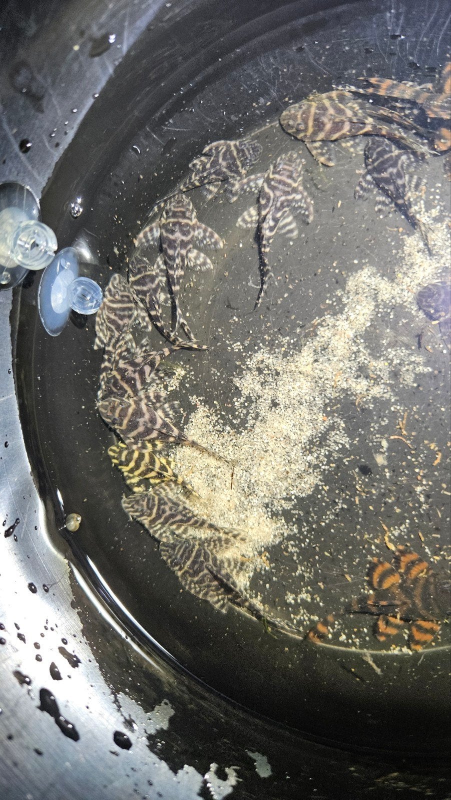 L333 King Tiger Pleco — Prachtige contrastrijke maat!, Dieren en Toebehoren, Vis, Zoetwatervis