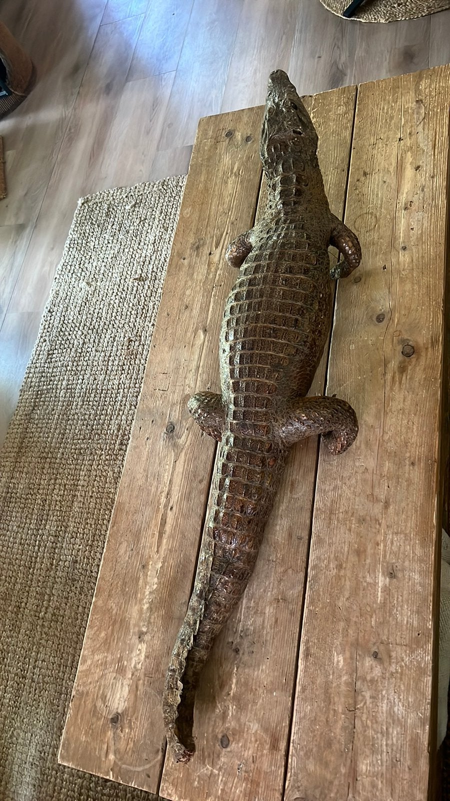 Krokodil -opgezet-, Amfibie, 0 tot 2 jaar