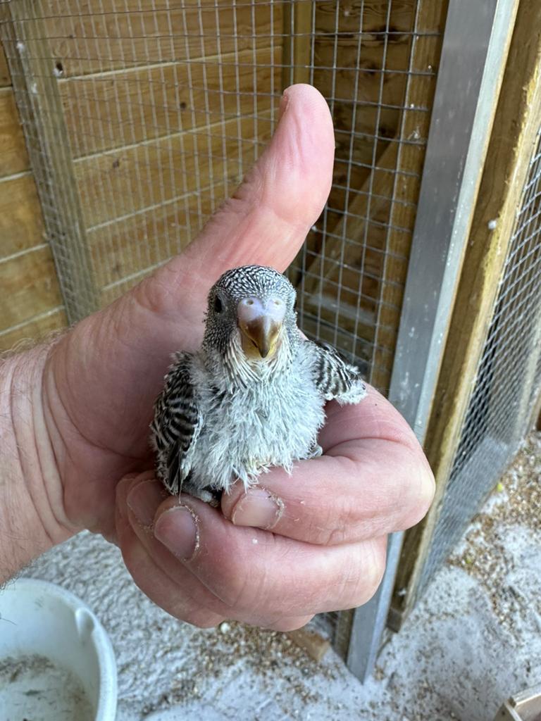 Jonge baby grasparkieten, Meerdere dieren, Tam