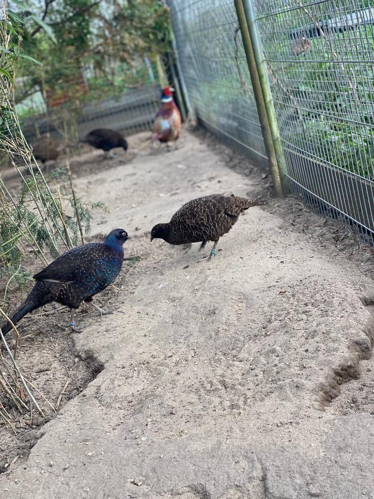Bosfazant, Meerdere dieren, Overige soorten