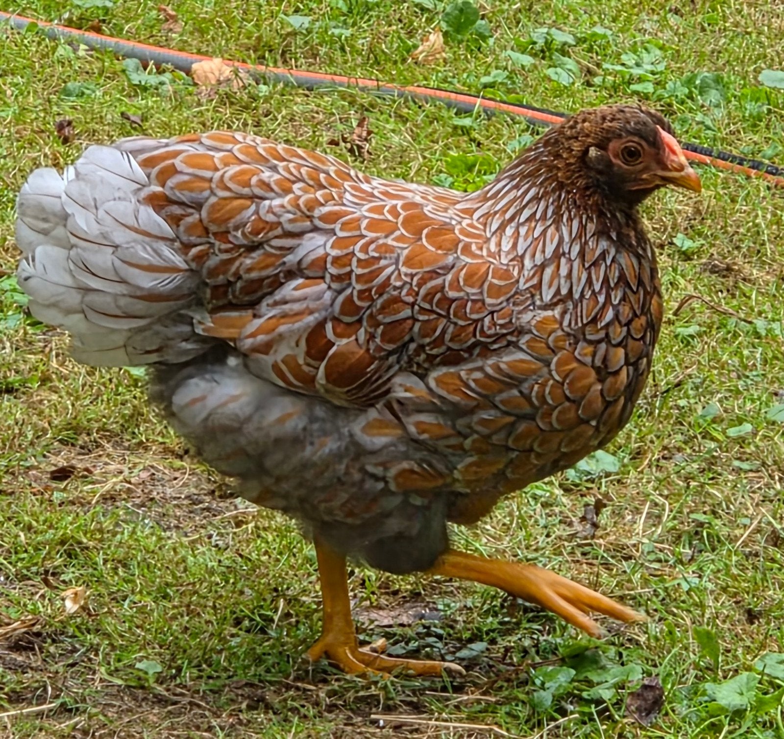 Wyandotte kriel hennen+hanen, Dieren en Toebehoren, Pluimvee, Meerdere dieren, Kip