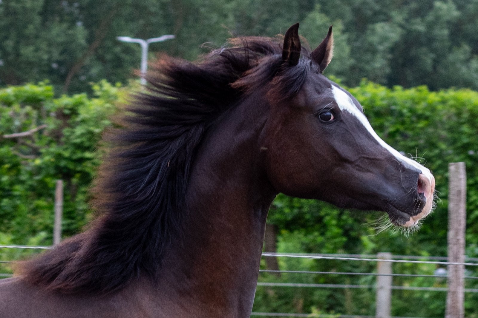 NRPS Amber Champagne hengstveulen en zwarte Arabische Merrie, Dieren en Toebehoren, Pony's, E pony (1.48m - 1.57m), Met stamboom